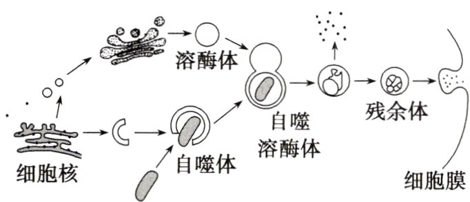 自噬体细胞核细胞膜