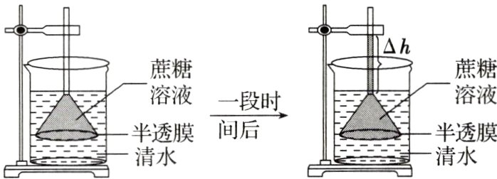 半透膜半透膜汩清水
