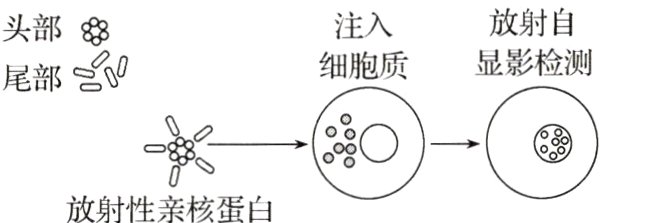 放射性亲核蛋白