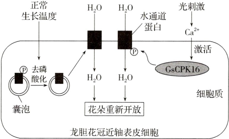 龙胆花冠近轴表皮细胞