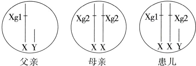 XXXXXY母亲患儿父亲