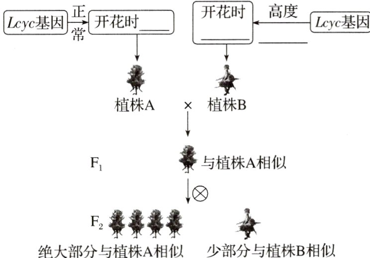 F素绝大部分与植株A相似少部分与植株B相似