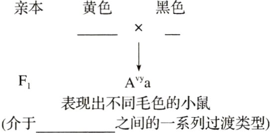 表现出不同毛色的小鼠之间的一系列过渡类型介于