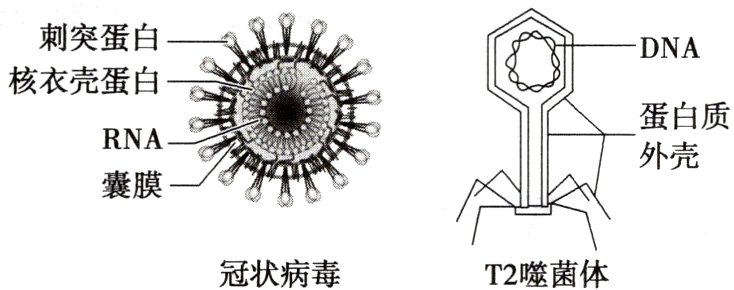 冠状病毒T2噬菌体