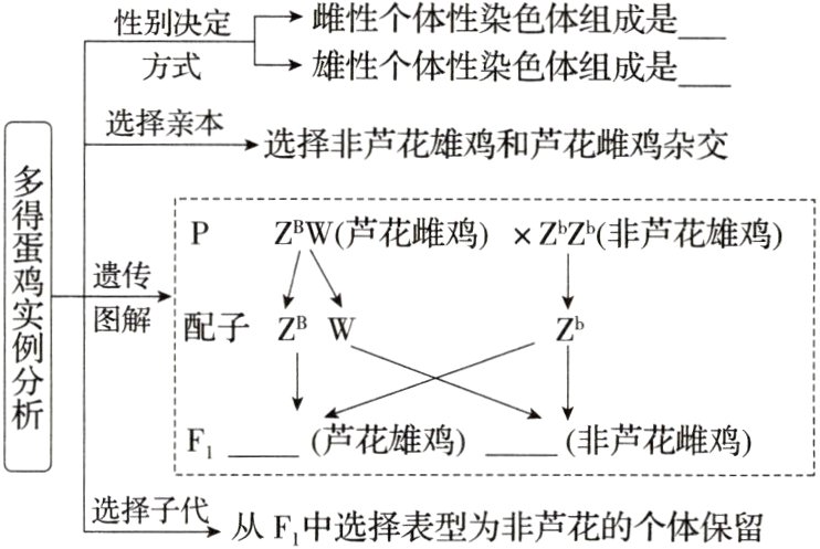 选择子代从F中选择表型为非芦花的个体保留