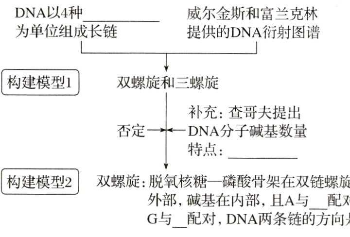 外部碱基在内部两的方配对配对DNA两条链的方向是