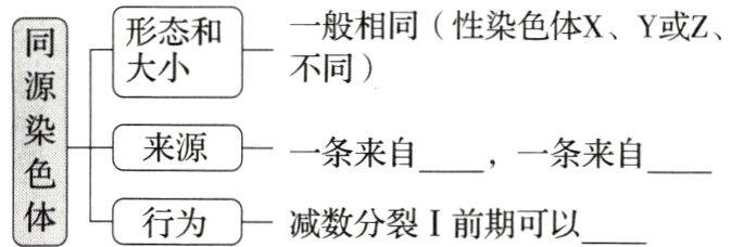 体行为减数分裂I前期可以