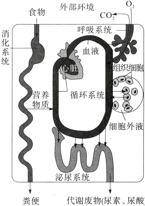 代谢废物尿素尿酸粪便