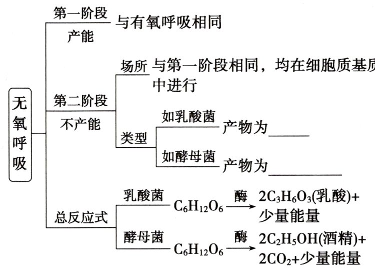 酵母菌CcH206酶2CHsOH酒精2CO2少量能量
