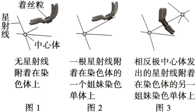 单体上姐妹染色单体上图1图2图3