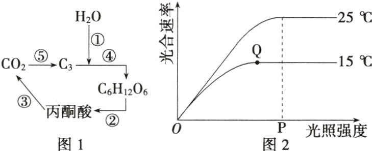 光照强度图1图2