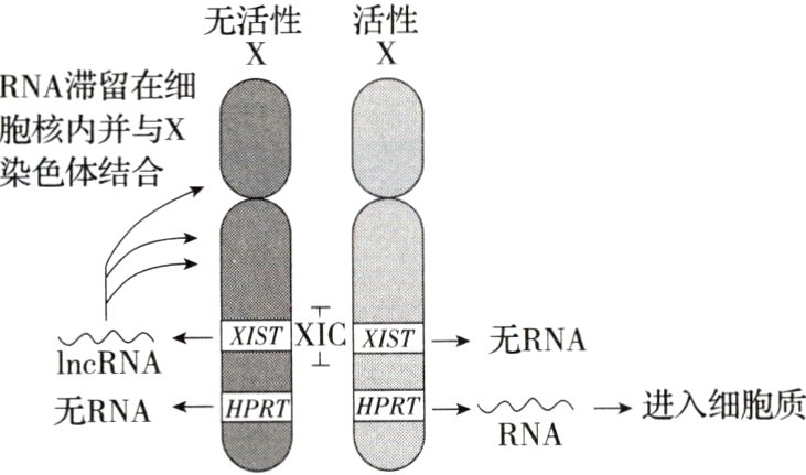 无RNAR进入细胞质RNA