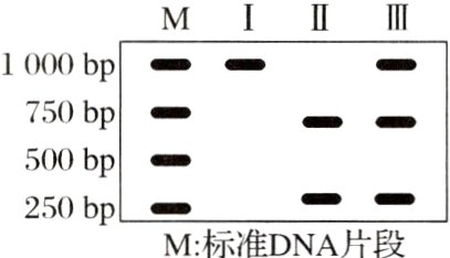 250bpM标准DNA片段