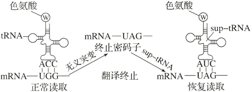 mRNAUAGmRNAU翻译终止恢复读取正常读取