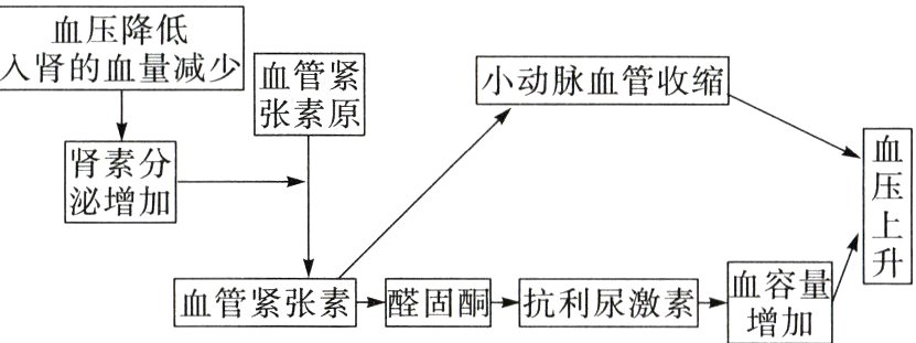 血管紧张素醛固酮抗利尿激素