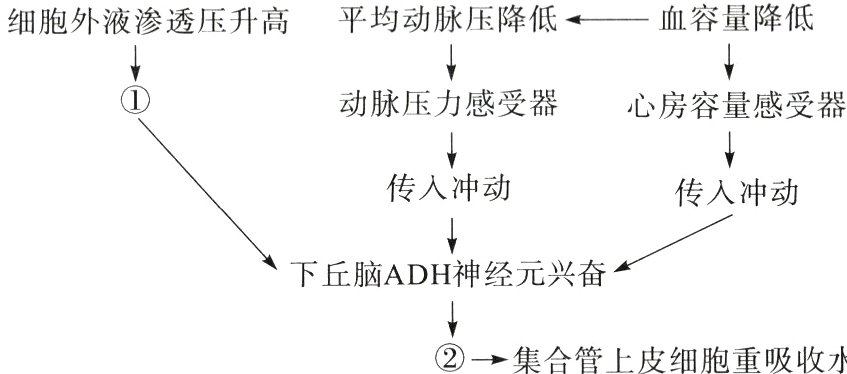 集合管上皮细胞重吸收水