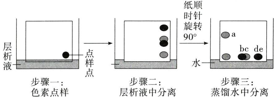 步骤二步骤三步骤一蒸馏水中分离色素点样层析液中分离