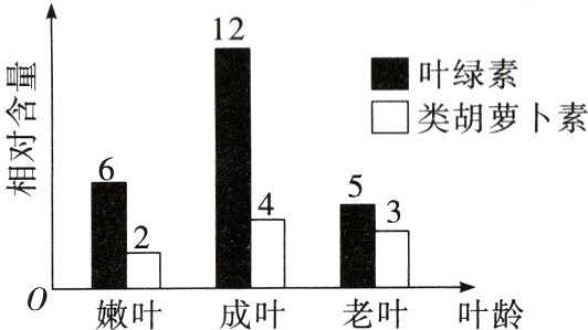 嫩叶成叶老叶叶龄