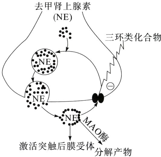 激活突触后膜受体分解产物