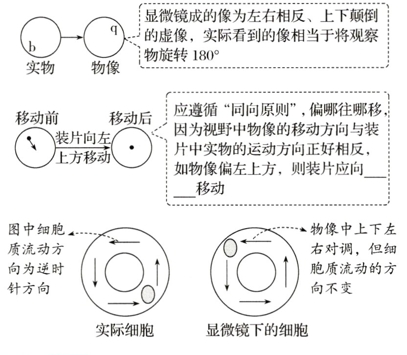 实际细胞显微镜下的细胞