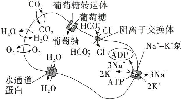 水通道ATP2KHO蛋白