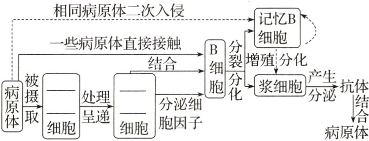 细胞呈递细胞胞因子病原体