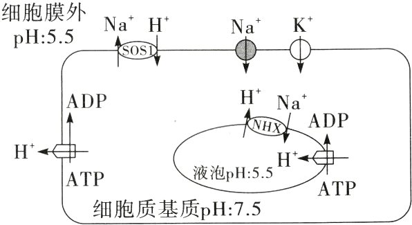 ATP细胞质基质pH75