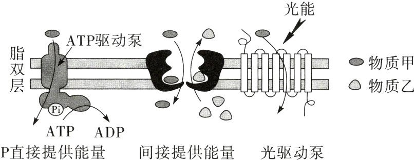 ATPADPATP直接提供能量间接提供能量光驱动泵