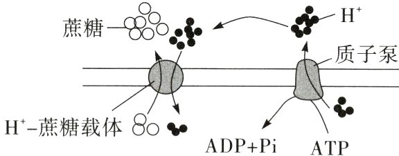 H蔗糖载体8oADPPiATP
