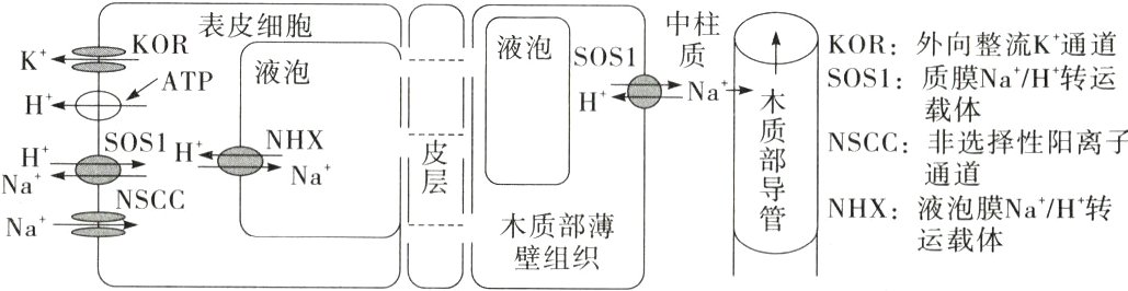 木质部Na运载体