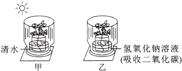 清水吸收二氧化碳