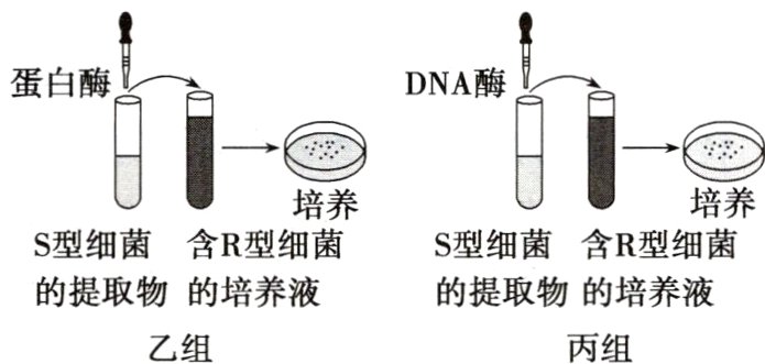 的提取物的培养液的提取物的培养液丙组乙组
