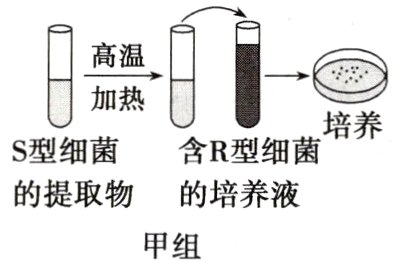 的提取物的培养液甲组