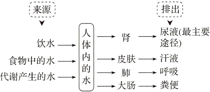 呼吸肺代谢产生的水大肠粪便