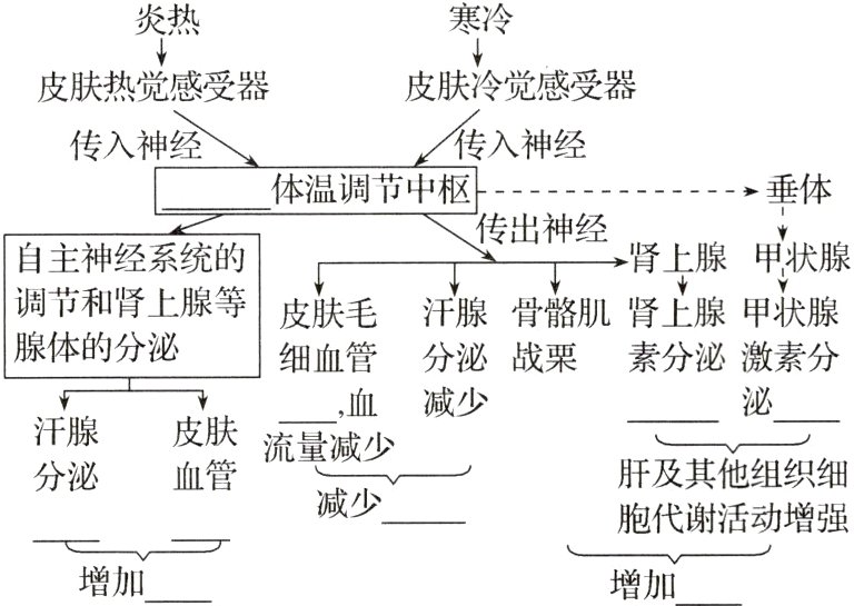 胞代谢活动增强增加增加