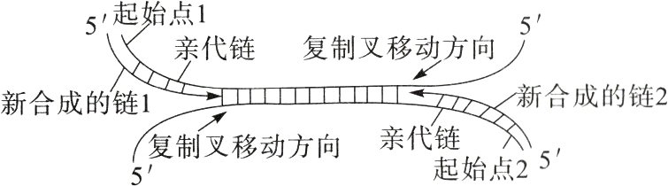 亲代链复制叉移动方向起始点255