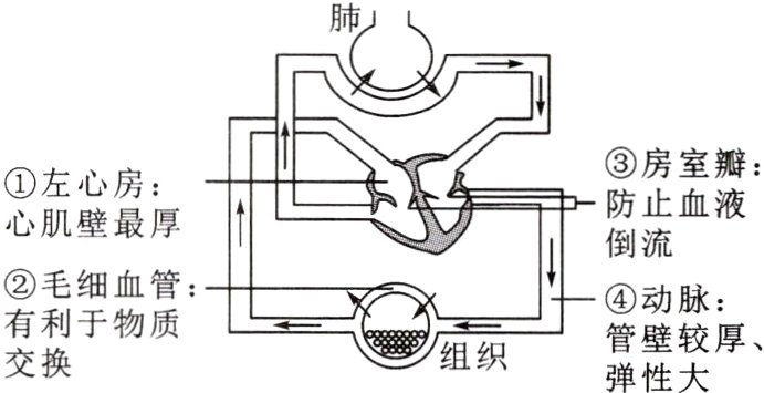 管黩厚二组织交换