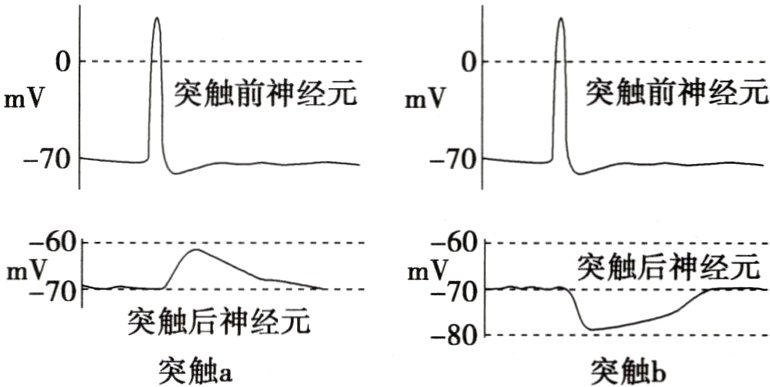 突触后神经元突触a突触b