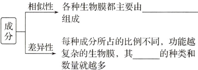 复杂的生物膜其的种类和数量就越多