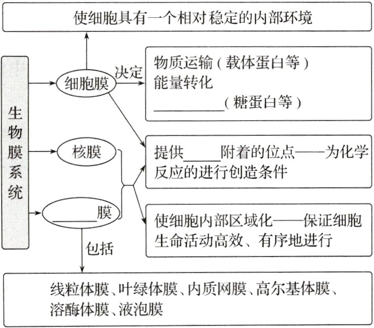 溶酶体膜液泡膜