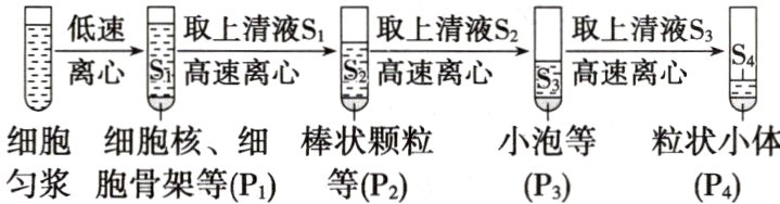 细胞细胞核细棒状颗粒小泡等粒状小体匀浆胞骨架等Pi等P2P3P4