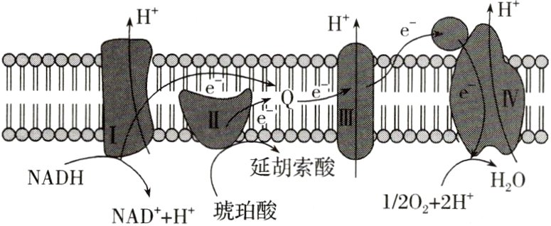 NADHHO12022H琥珀酸NADH