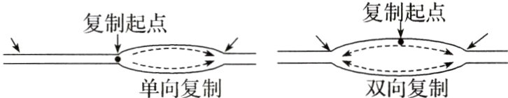 单向复制双向复制