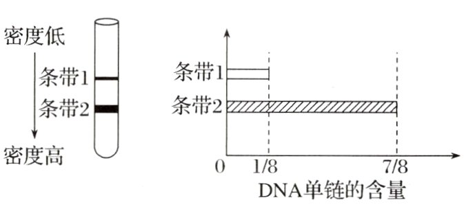 78DNA单链的含量