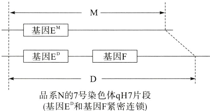 品系N的7号染色体qH7片段基因E和基因F紧密连锁