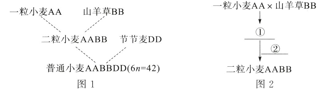 二粒小麦AABB图1图2