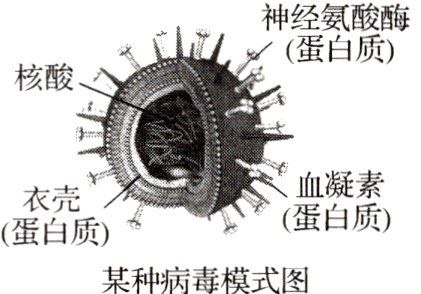 蛋白质某种病毒模式图