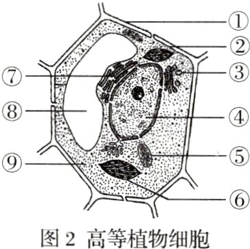 图2高等植物细胞