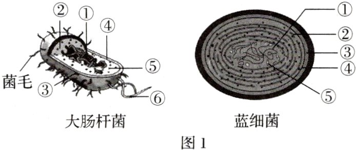 蓝细菌大肠杆菌图1