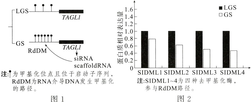 参与RdDM路径的路径图2图1